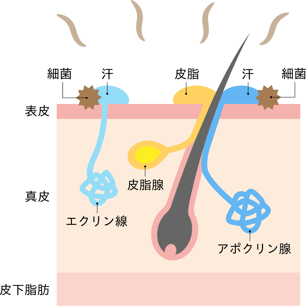 嫌な臭い発生のメカニズム